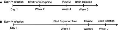 Buprenorphine reverses neurocognitive impairment in EcoHIV infected mice: A potential therapy for HIV-NCI